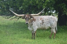 RJF COWBOY'S STARLET - Tag 828