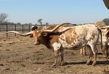 RNL PACIFIC BABE 🇺🇸