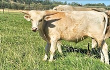 2430 PCC SILVER & GOLD BULL