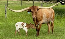 WT KID ROCK x KDK CHARRO'S COWGIRL TAG 312