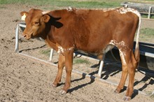 RJF ALL STAR BULL TAG 307