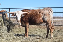 ALLENS TOP CHERRY X BR JUNGLE JIM - TAG 263