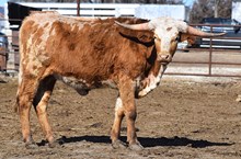 ALLENS TOP CHERRY X KID ROCK - TAG 2099