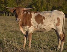 #2463 HR REBS RESERVE X  PACIFIC COWBOY 40